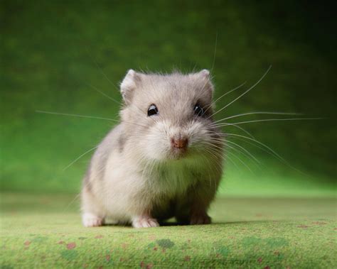 c hamster|Keeping Hamsters As Pets 